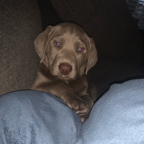 Meet your Posher, Mel - Picture 1 of 1